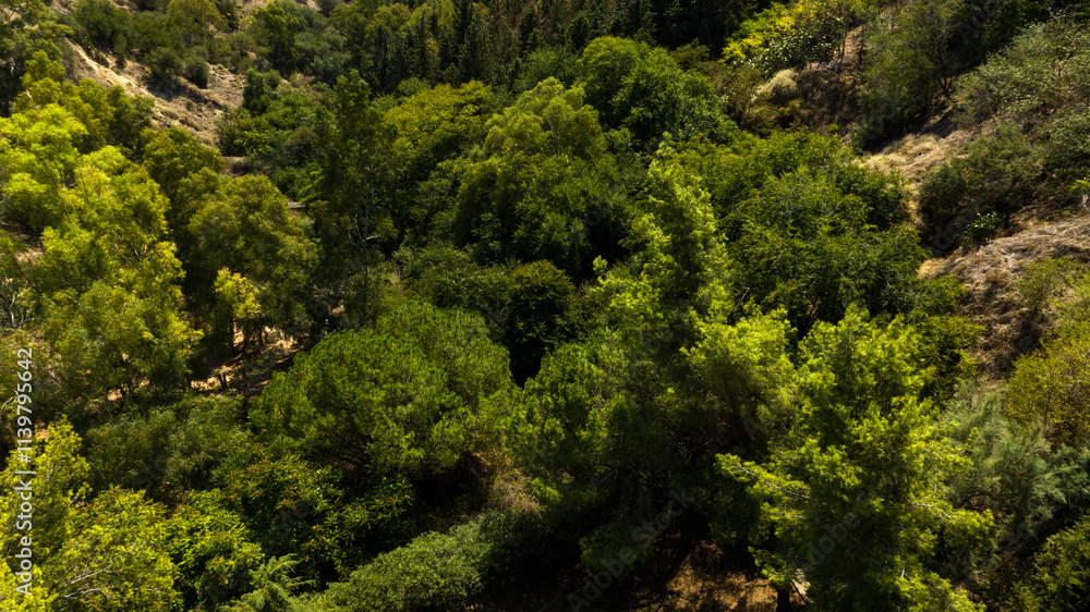 Aerial view of a forest from above.