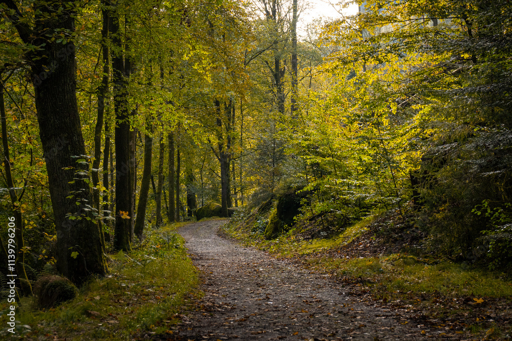Fototapeta premium Wanderweg im mystischen, herbstlichen Polenztal in der Sächsischen Schweiz 7