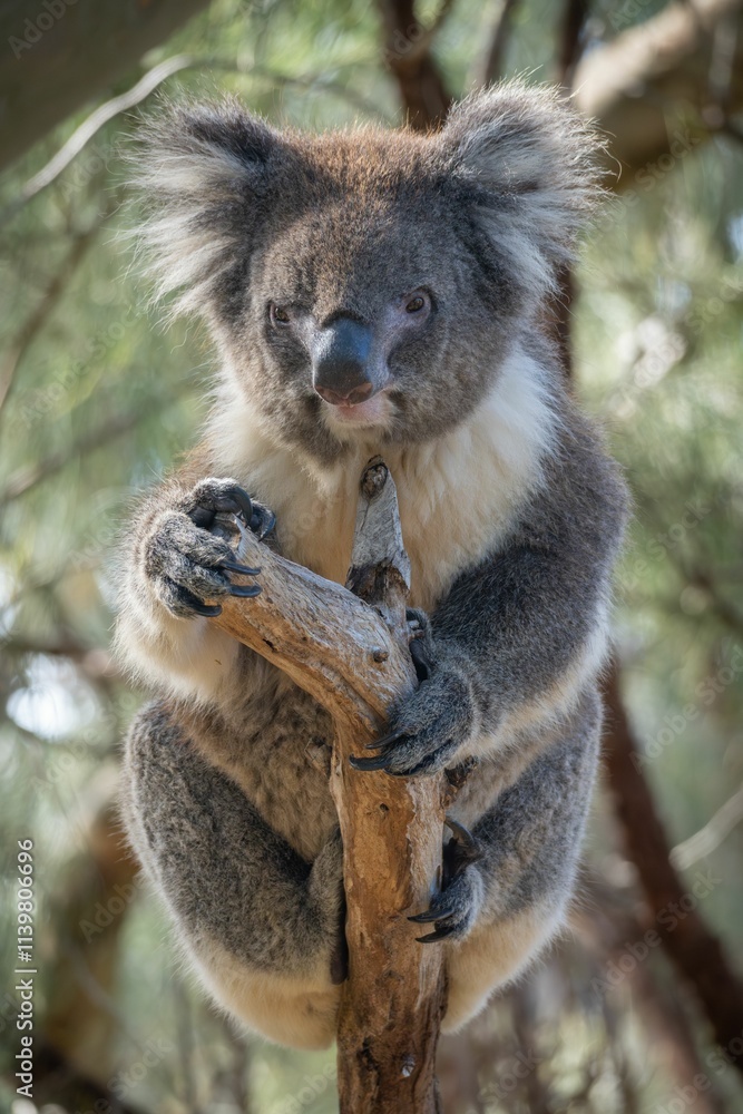 Naklejka premium Koala perches on a tree branch in its natural habitat against a soft focus background.