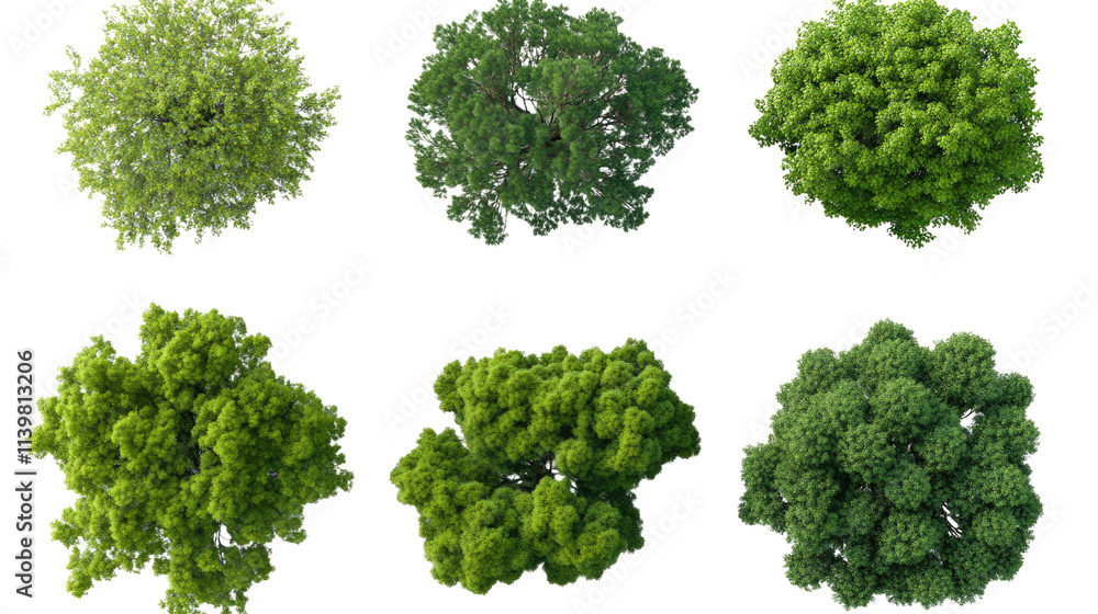 Aerial View Tree Collection: A collection of six different green trees viewed from above, isolated on a white background. Perfect for design projects, landscaping, and environmental illustrations. Aerial View Tree Collection: A collection of six different green trees viewed from above, isolated on a white background. Perfect for design projects, landscaping, and environmental illustrations.