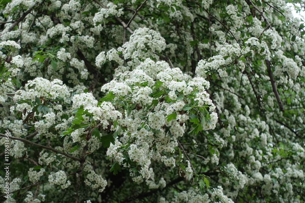 Innumerable white flowers of one-seed hawthorn in mid May Innumerable white flowers of one-seed hawthorn in mid May