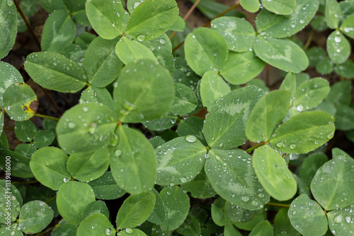 Green Clover Leaves
