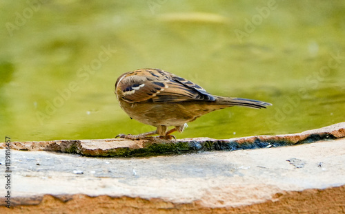 a sparrow on pool