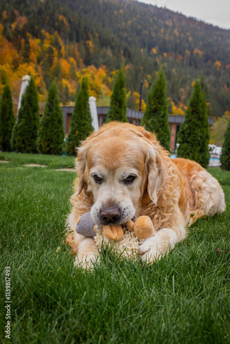 Dog Chewing on Its Toy on Green Grass with a Yellow-Orange Forest Background