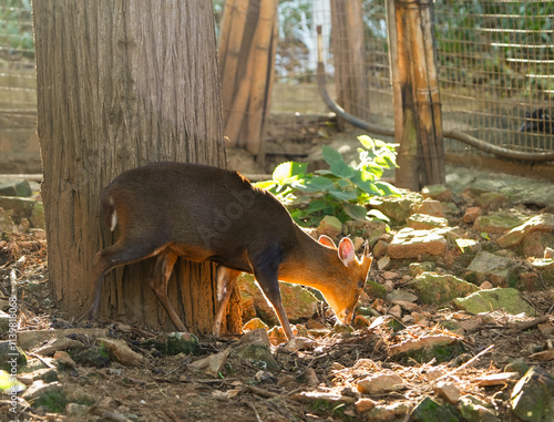 Muntiacus in the woods