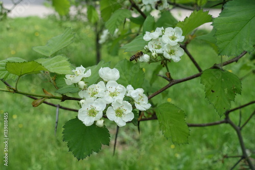 Close shot of white flowers of Crataegus submollis in mid May photo