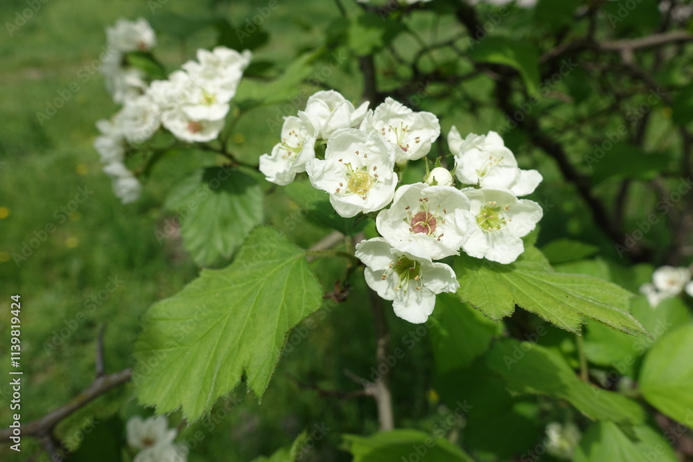 Macro of white flowers of Crataegus submollis in mid May Macro of white flowers of Crataegus submollis in mid May