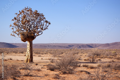 Aloidendron dichotomum en Namibie  photo