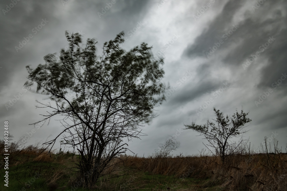 dramatic landscape, a tree against a dark stormy sky, rain and wind, extreme weather dramatic landscape, a tree against a dark stormy sky, rain and wind, extreme weather