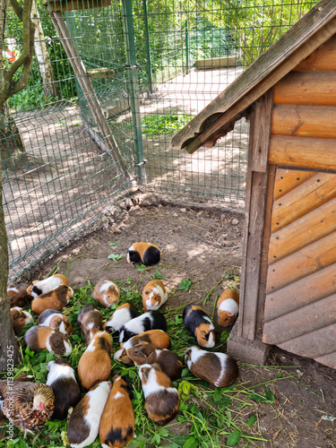 Lots of guinea pigs are eating at the zoo. Mini zoo gives shelter to the lot of guinea pigs. Freshly harvested green grass is the best food for rodents.