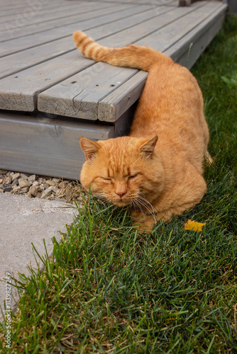 Ginger Cat Scratching Its Neck on Green Grass