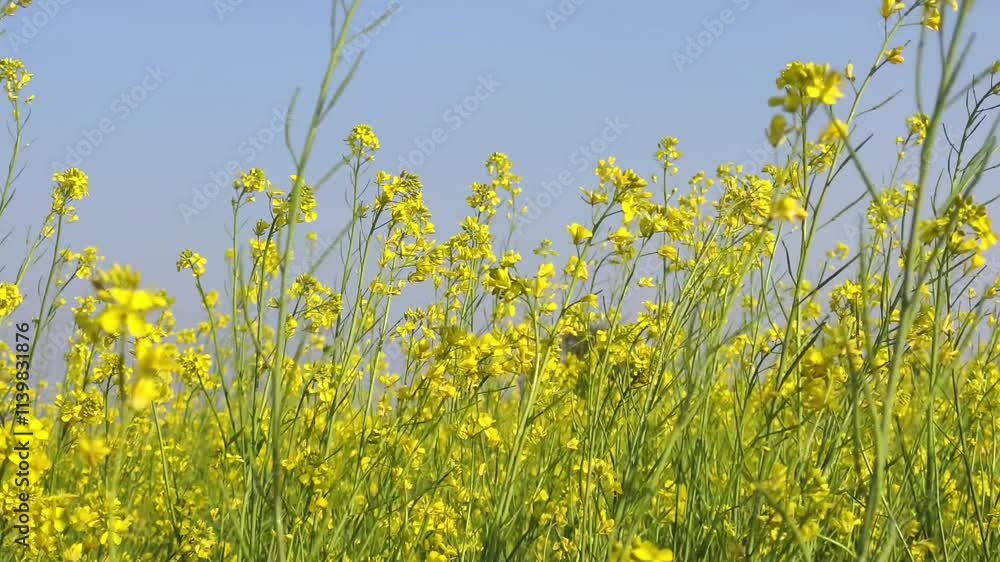 A field of mustard blossoms swaying in the wind. 4K Footage A field of mustard blossoms swaying in the wind. 4K Footage