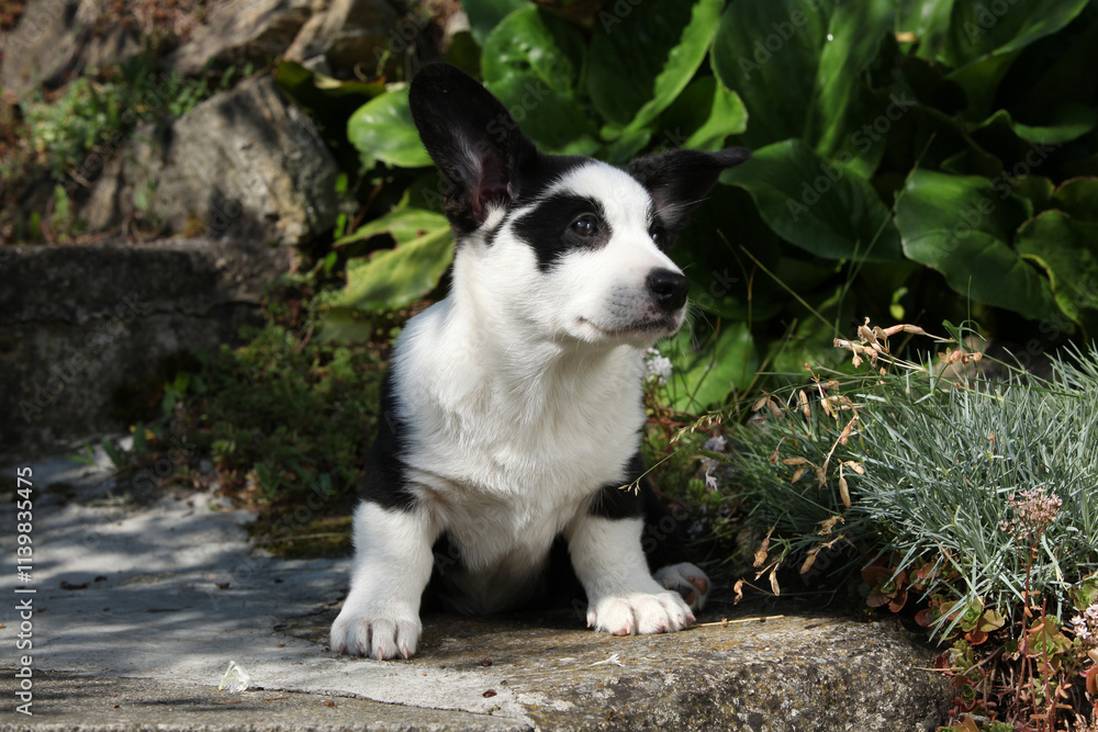 Cardigan Welsh Corgi in the garden Cardigan Welsh Corgi in the garden