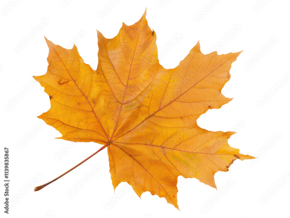 autumn maple leaf isolated on white or transparent png autumn maple leaf isolated on white or transparent png