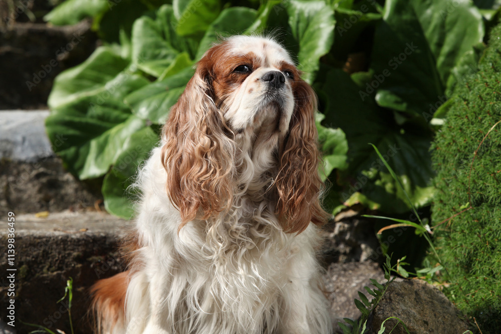 Cavalier King Charles Spaniel in the garden Cavalier King Charles Spaniel in the garden
