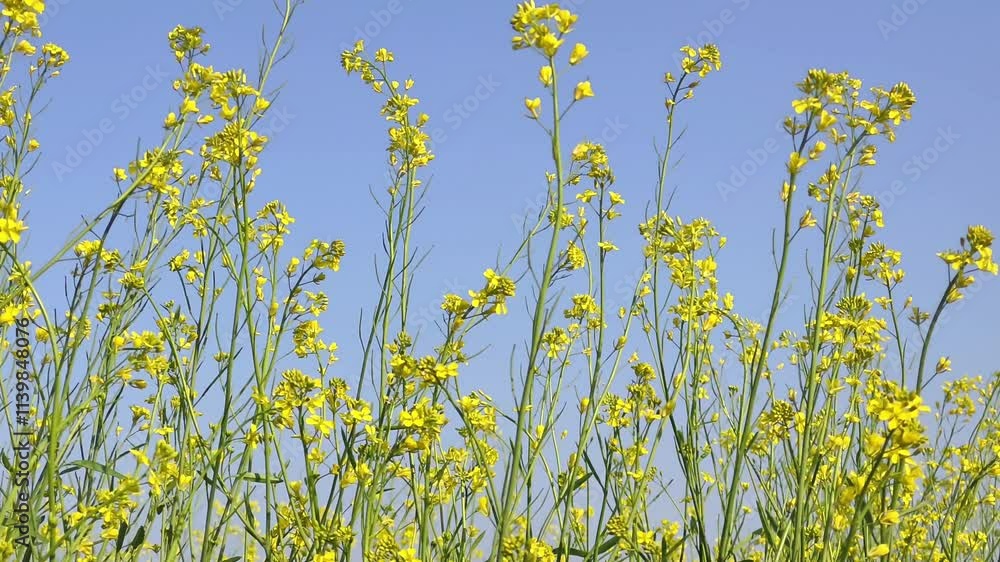 Yellow mustard blossoms swaying in the wind. 4K Footage Yellow mustard blossoms swaying in the wind. 4K Footage