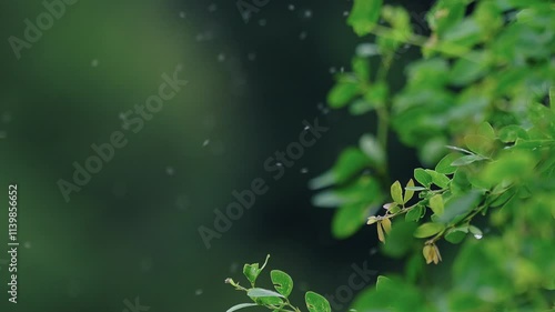 Flying insects buzzing in the air.