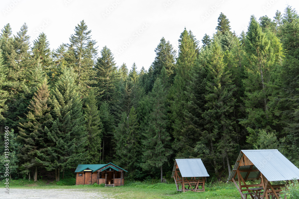 Recreation area, camping in the forest. Wooden houses. Summer travel. Christmas trees in nature. Recreation area, camping in the forest. Wooden houses. Summer travel. Christmas trees in nature.
