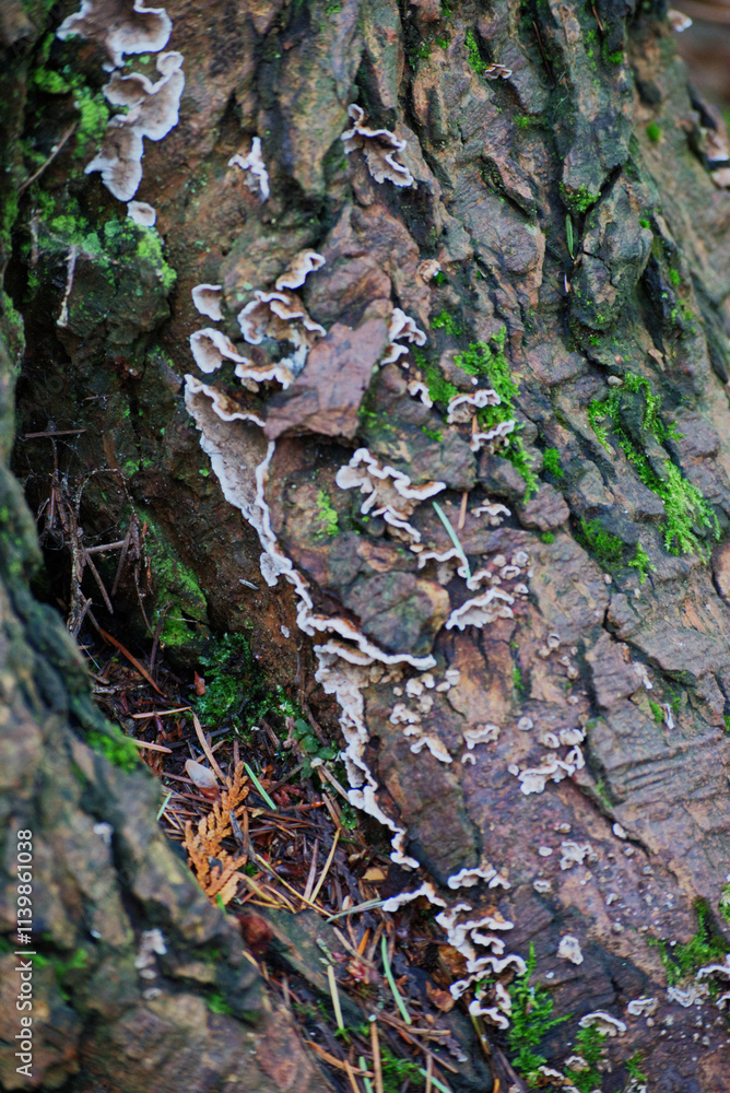 Turkey-Tail on bark (Trametes versicolor) Turkey-Tail on bark (Trametes versicolor)