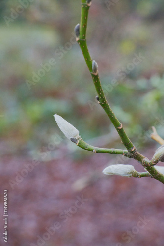 cucumber tree, cucumber magnolia, or blue magnolia (Magnolia acuminata) photo