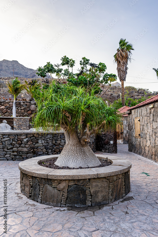Elephant's Foot - beaucarnea recurvata, ponytail palm: Ornamental Plants That Survives Drought Elephant's Foot - beaucarnea recurvata, ponytail palm: Ornamental Plants That Survives Drought