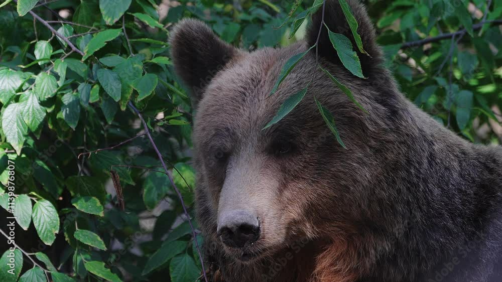 Large brown bear resting.