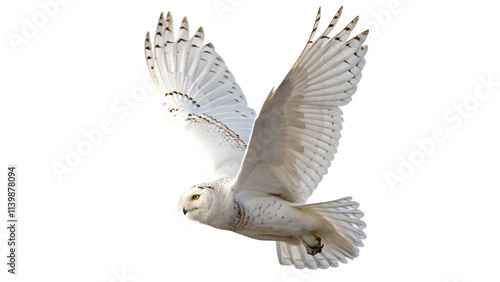 Snowy owl in flight isolated on transparent background photo