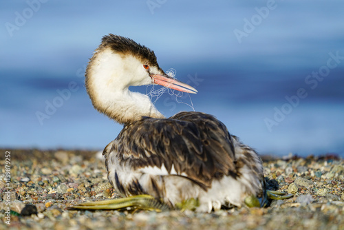 An example video of the negative impact of wildlife due to materials that are unconsciously thrown into the environment. photo