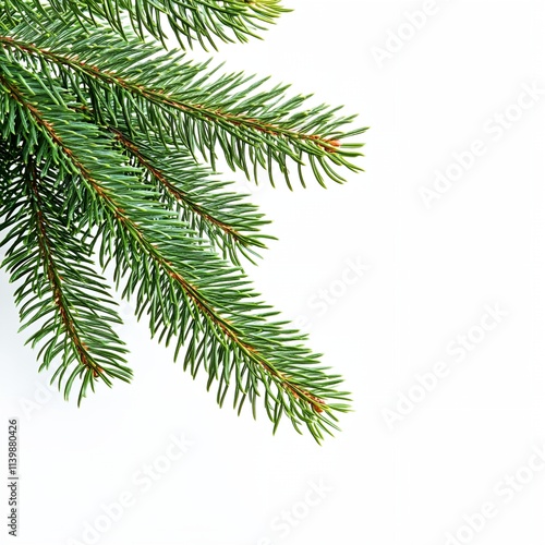 A green pine tree branch with a white background