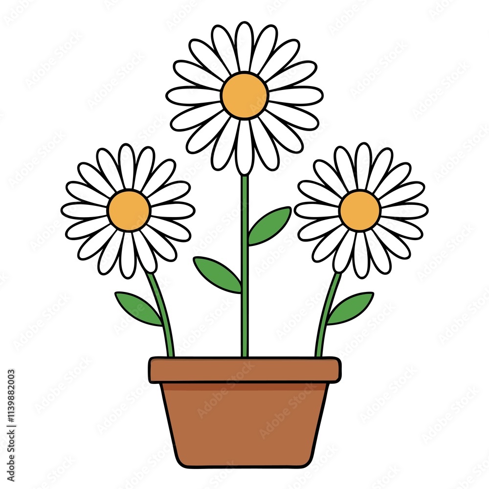 Shasta daisy Flowers in pot on White background. Shasta daisy Flowers in pot on White background.