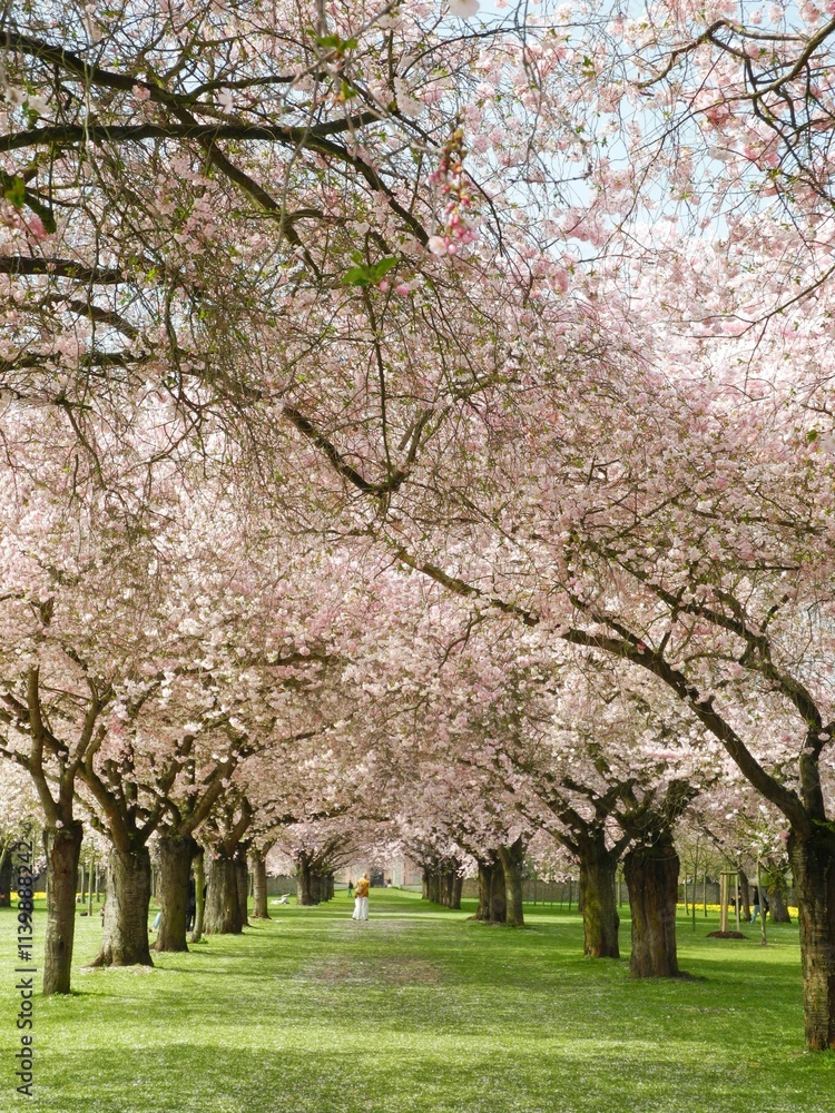 Cherry blossom trees lining a park pathway. Cherry blossom trees lining a park pathway.