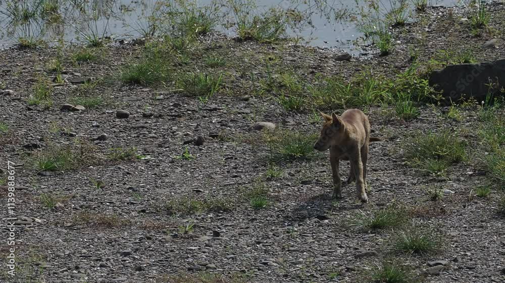 Brown straydog wondering on grassland. Brown straydog wondering on grassland.