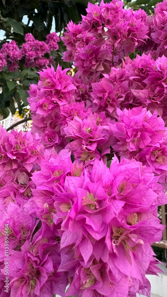 Bougainvillea , purple flowers image. Bougainvillea , purple flowers image.