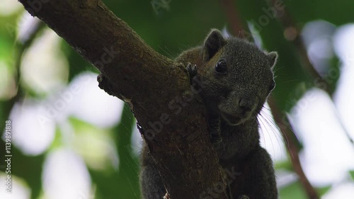 Red rodent chirping on branch.