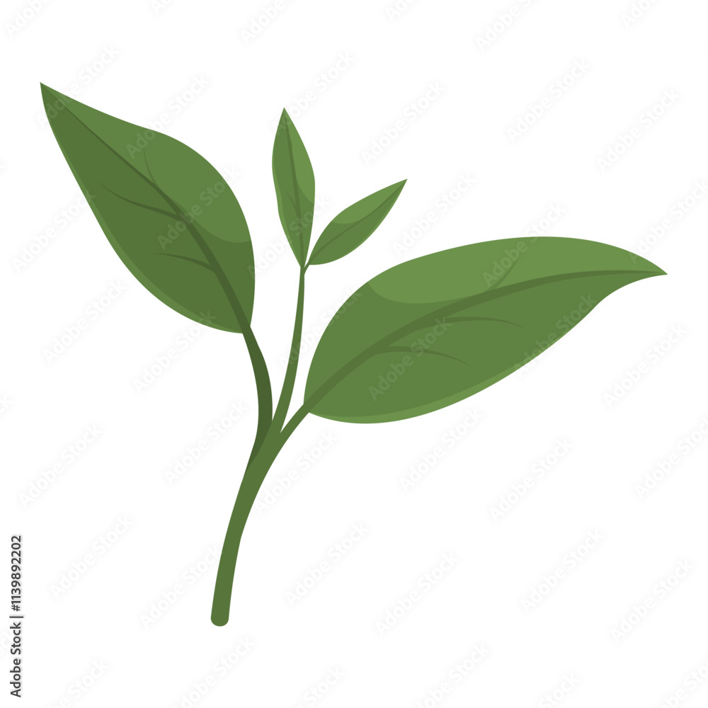 Fototapeta premium Green tea plant leaves isolated