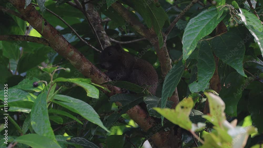 Small suirrel standing on branch eating. Small suirrel standing on branch eating.
