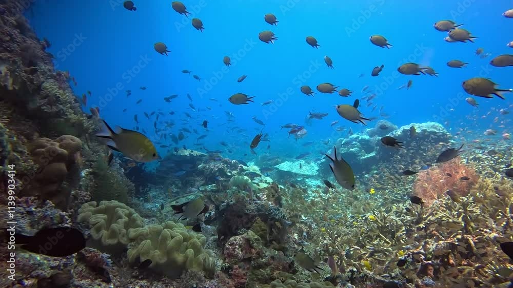Breathtaking Underwater Dive Through Colorful Reef of Raja Ampat, the richest reefs in the world Breathtaking Underwater Dive Through Colorful Reef of Raja Ampat, the richest reefs in the world