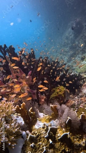 Underwater Wonderland – Vertical Footage of Tropical Reef of Raja Ampat National Park, lost paradise on earth photo