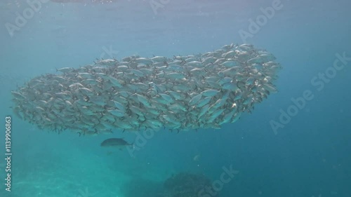 Close-up of schooling of scad fish in Blue Waters of Wayag, Raja Ampat National Park photo