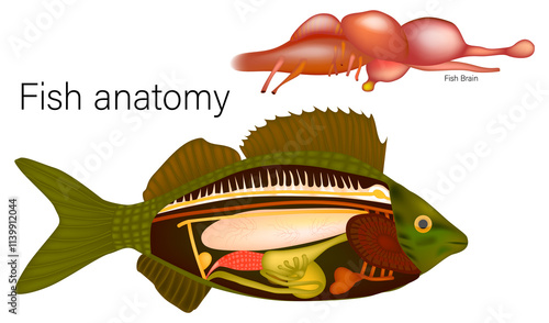 Internal Fish Anatomy and Brain Structure. Scientific Fish Anatomy Illustration photo