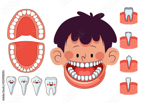 illustration  young boy wit his mounth open, displaying the anatomy of teeth