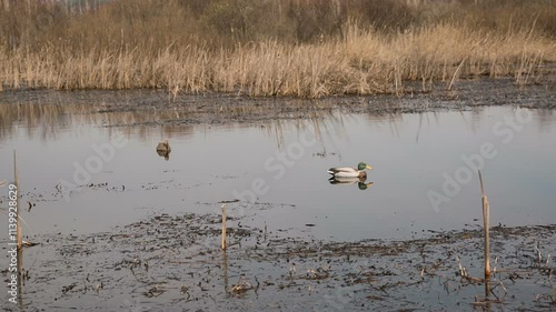 Stuffed ducks