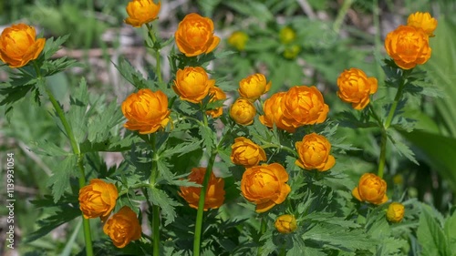 Globe-flower
