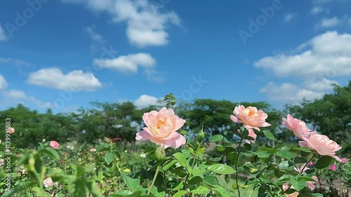 roses blooming in garden