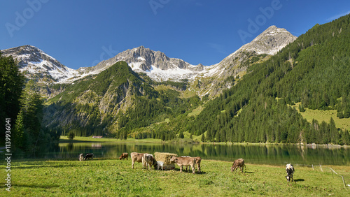 Rinder auf der Weide vor dem Vilsalpsee mit den Bergen im Hintergrund, Tannheimer Tal, Österreich
