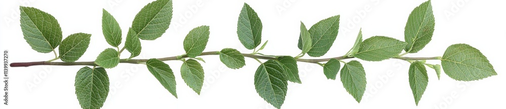 vine plants isolate on white background, clipping path included. , isolated on white background, , copy space, copy space for text, vine plants isolate on white background, clipping path included. , isolated on white background, , copy space, copy space for text,