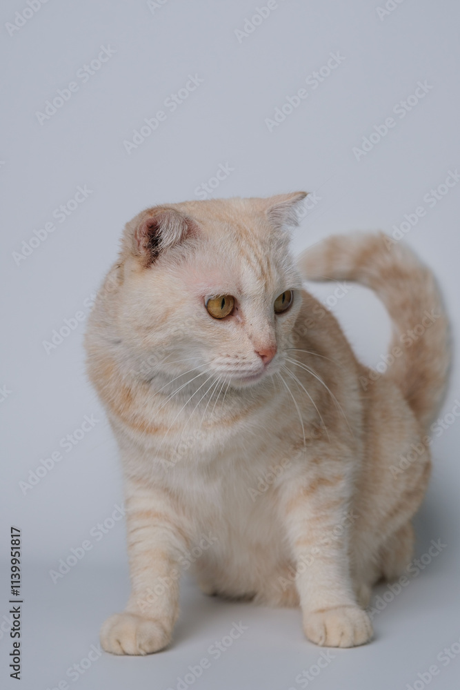 Obraz premium แมวบนพื้นหลังสีขาว