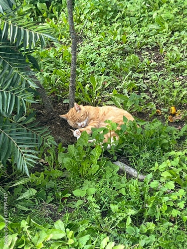 Sleeping cat in the garden 