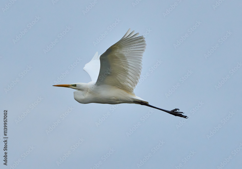 Obraz premium Great egret in flight