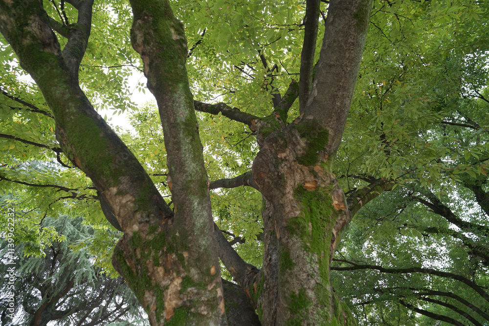 Obraz premium Calm Meditation Forest秋の森公園
